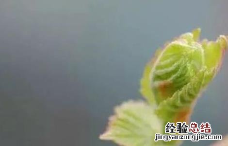 葡萄萌芽不整齐原因及解决措施 葡萄萌芽不整齐的原因