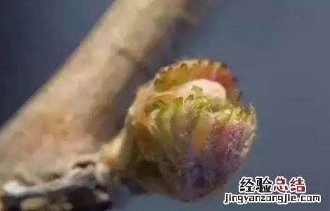 葡萄萌芽不整齐原因及解决措施 葡萄萌芽不整齐的原因