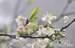 梨树反季节开花的原因及预防措施有哪些 梨树反季节开花的原因及预防措施