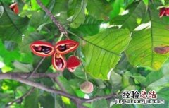 凤眼果树怎样种植 凤眼果种植需要注意些什么