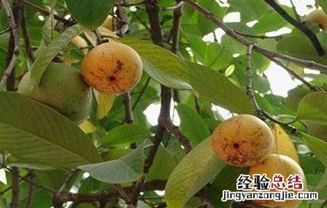 瘦身果多少钱一斤 减肥果价格多少钱一斤