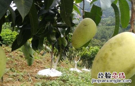 芒果怎么采收 芒果采收后如何管理