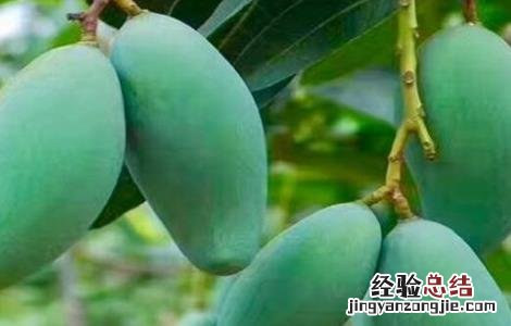 芒果怎么采收 芒果采收后如何管理