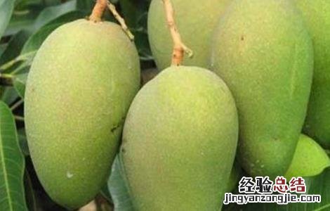 芒果怎么采收 芒果采收后如何管理