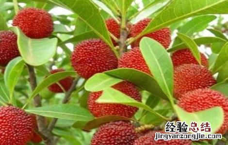 采摘杨梅后的果树管理 采摘杨梅后的果树管理视频