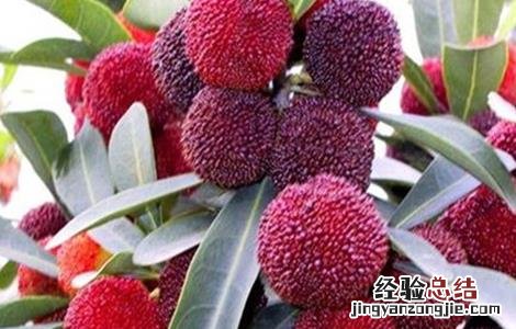 采摘杨梅后的果树管理 采摘杨梅后的果树管理视频
