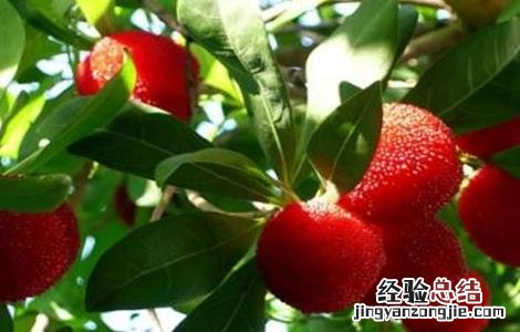 采摘杨梅后的果树管理 采摘杨梅后的果树管理视频
