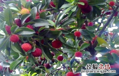 采摘杨梅后的果树管理 采摘杨梅后的果树管理视频