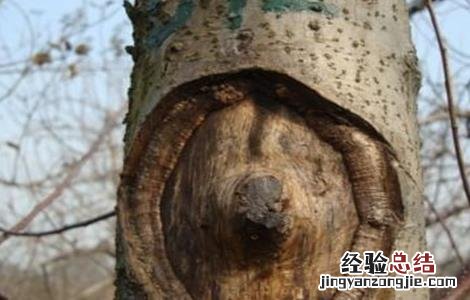 果树腐烂病发生原因 果树腐烂病发生原因有哪些