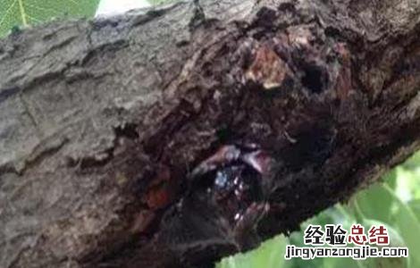 果树腐烂病发生原因 果树腐烂病发生原因有哪些