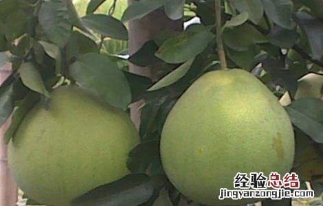 沙田柚怎么保果 如何提高沙田柚的座果率