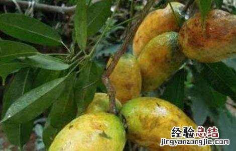 牛卵坨怎么种 牛卵坨怎么种出来的