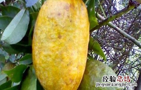 牛卵坨怎么种 牛卵坨怎么种出来的