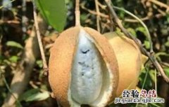 牛卵坨怎么种 牛卵坨怎么种出来的