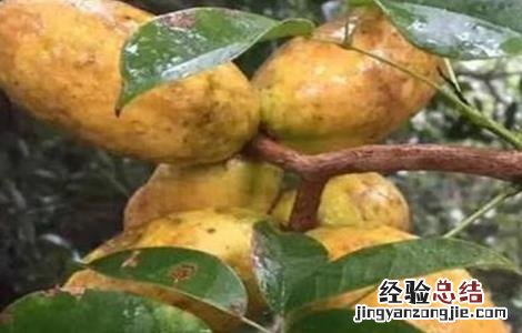 牛卵坨怎么种 牛卵坨怎么种出来的