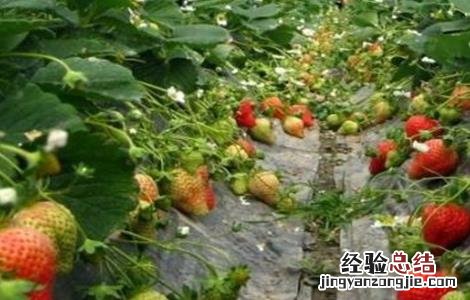 草莓花枝发红 草莓茎秆、花瓣发红怎么办