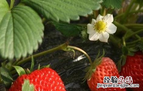草莓花枝发红 草莓茎秆、花瓣发红怎么办