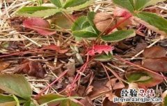 草莓花枝发红 草莓茎秆、花瓣发红怎么办