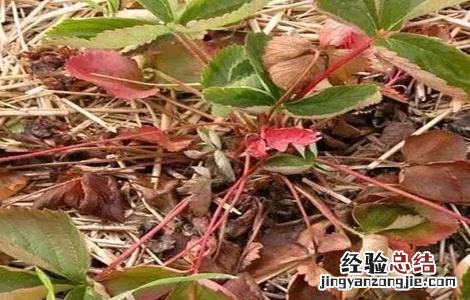 草莓花枝发红 草莓茎秆、花瓣发红怎么办