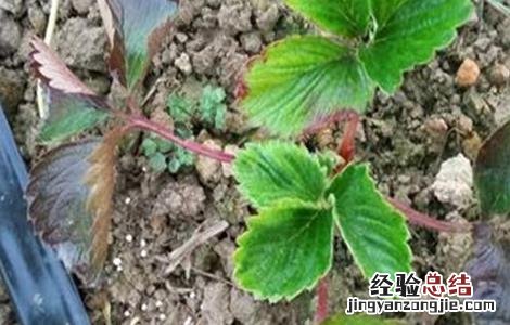 草莓花枝发红 草莓茎秆、花瓣发红怎么办