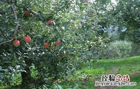 苹果树生长失衡如何修剪 苹果树生长失衡如何修剪图片