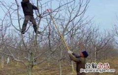 苹果树生长失衡如何修剪 苹果树生长失衡如何修剪图片