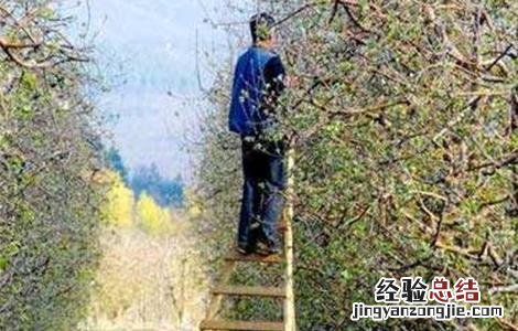 苹果树生长失衡如何修剪 苹果树生长失衡如何修剪图片