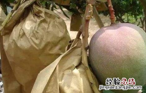 芒果的套袋技术 芒果 套袋