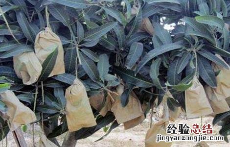 芒果的套袋技术 芒果 套袋