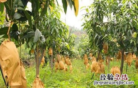 芒果的套袋技术 芒果 套袋