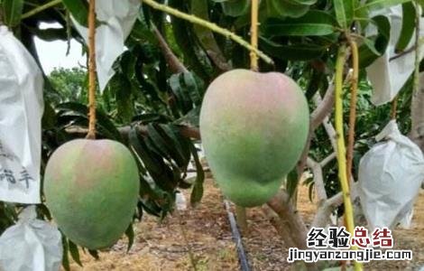芒果的套袋技术 芒果 套袋