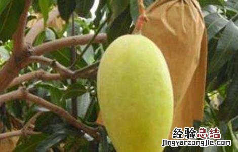 芒果的套袋技术 芒果 套袋