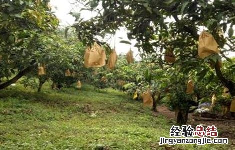 芒果的套袋技术 芒果 套袋