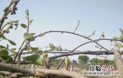 猕猴桃树冻伤怎么办 猕猴桃树体受冻怎么办