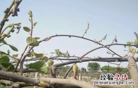 猕猴桃树冻伤怎么办 猕猴桃树体受冻怎么办
