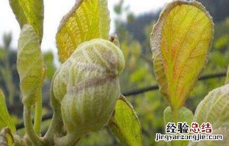 猕猴桃树冻伤怎么办 猕猴桃树体受冻怎么办