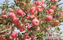 苹果采收注意事项 苹果采收以后要怎么管理