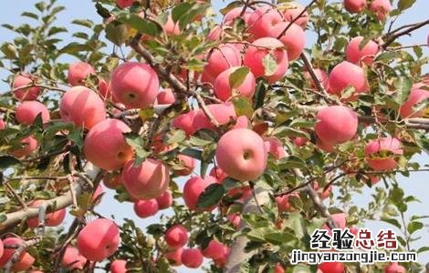 苹果采收注意事项 苹果采收以后要怎么管理