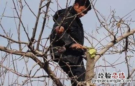 苹果采收注意事项 苹果采收以后要怎么管理