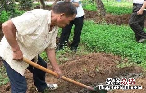 苹果采收注意事项 苹果采收以后要怎么管理