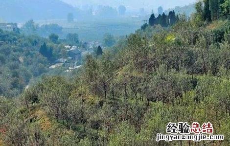 苹果采收注意事项 苹果采收以后要怎么管理