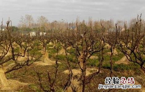 冬季梨园管理四要点 请论述梨园建立的主要技术要点
