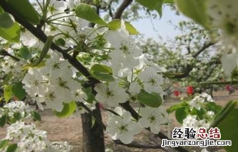 冬季梨园管理四要点 请论述梨园建立的主要技术要点