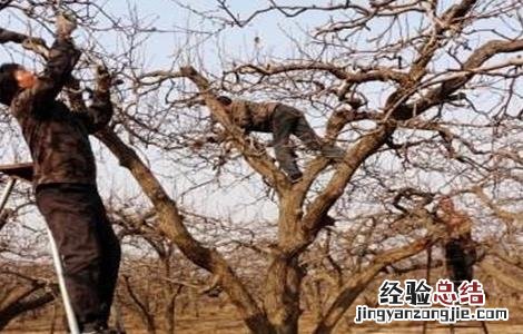 冬季梨园管理四要点 请论述梨园建立的主要技术要点