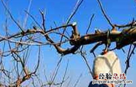 果树整形修剪中普遍存在的问题 果树整形修剪中普遍存在的问题有