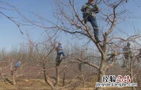 果树整形修剪中普遍存在的问题 果树整形修剪中普遍存在的问题有