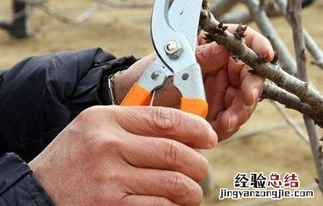 果树整形修剪中普遍存在的问题 果树整形修剪中普遍存在的问题有