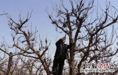 果树整形修剪中普遍存在的问题 果树整形修剪中普遍存在的问题有