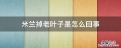 米兰掉老叶子是怎么回事 米兰掉叶子正常吗?