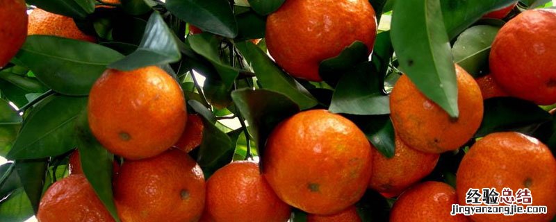 沙糖桔和冰糖桔有什么区别 沙糖桔和蜜桔的区别